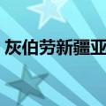 灰伯劳新疆亚种（关于灰伯劳新疆亚种介绍）