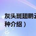 灰头斑翅鹛云南亚种（关于灰头斑翅鹛云南亚种介绍）