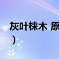 灰叶梾木 原变种（关于灰叶梾木 原变种介绍）