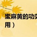 蜜麻黄的功效与作用（关于蜜麻黄的功效与作用）