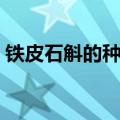 铁皮石斛的种植技术（铁皮石斛的种植方法）