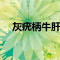 灰疣柄牛肝菌（关于灰疣柄牛肝菌介绍）