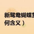 新鸳鸯蝴蝶梦歌词含义（新鸳鸯蝴蝶梦歌词有何含义）