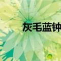 灰毛蓝钟花（关于灰毛蓝钟花介绍）