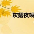 灰翅夜蛾属（关于灰翅夜蛾属介绍）