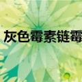 灰色霉素链霉菌（关于灰色霉素链霉菌介绍）