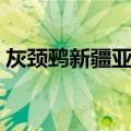 灰颈鹀新疆亚种（关于灰颈鹀新疆亚种介绍）