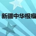 新疆中华根瘤菌（关于新疆中华根瘤菌简介）