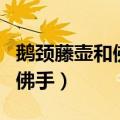 鹅颈藤壶和佛手的区别（如何区别鹅颈藤壶和佛手）
