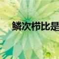 鳞次栉比是什么意思（鳞次栉比的解释）