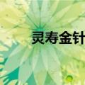 灵寿金针菇（关于灵寿金针菇介绍）