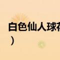 白色仙人球花的花语（白色仙人球花花语介绍）