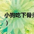 小狗吃下骨头后能消化吗（大家可以了解一下）