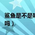 鲨鱼是不是哺乳动物（这些生活常识你了解过吗）