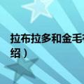 拉布拉多和金毛有什么区别（关于拉布拉多和金毛的区别介绍）