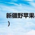 新疆野苹果80号（关于新疆野苹果80号简介）