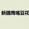 新疆鹰嘴豆花粉（关于新疆鹰嘴豆花粉简介）