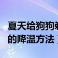 夏天给狗狗剃光毛有助于让狗狗降温吗（狗狗的降温方法）