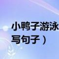 小鸭子游泳扩写句子（15句小鸭在游泳的扩写句子）