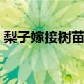 梨子嫁接树苗的方法和技术（梨子嫁接时间）