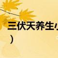 三伏天养生小常识（三伏天养生须知的小常识）
