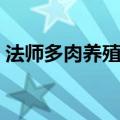 法师多肉养殖方法（法师多肉养殖方法介绍）