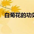 白菊花的功效与作用（竟然有这么多作用）