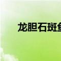 龙胆石斑鱼做法（这种做法最为好吃）
