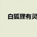 白狐狸有灵性吗（梦见白狐狸代表什么）