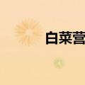 白菜营养价值（一起来了解下）