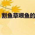 割鱼草喂鱼的正确方法（用鱼草喂鱼的方式）
