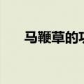 马鞭草的功效（马鞭草对人体的好处）