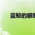 蓝鲸的眼睛读后感（蓝鲸的眼睛简介）