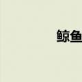 鲸鱼种类（有哪些分类呢）