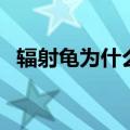 辐射龟为什么受欢迎（辐射龟受欢迎原因）