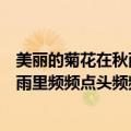 美丽的菊花在秋雨里频频点头频频的意思（美丽的菊花在秋雨里频频点头频频的含义）