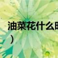 油菜花什么时候开（金灿灿的油菜花你喜欢吗）