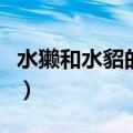 水獭和水貂的区别（水獭和水貂的区别是什么）
