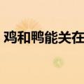 鸡和鸭能关在一起养吗（鸡和鸭一起养好吗）