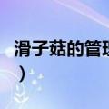 滑子菇的管理方法（滑子菇高产栽培技术分享）