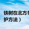 铁树在北方冬天怎么养护（铁树在北方冬天养护方法）