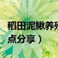 稻田泥鳅养殖技术方法（泥鳅稻田养殖技术要点分享）