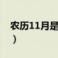 农历11月是什么星座（农历11月的星座介绍）