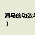 海马的功效与作用吃法（海马如何吃有什么用）