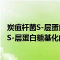 炭疽杆菌S-层蛋白糖基化的鉴定与功能研究（关于炭疽杆菌S-层蛋白糖基化的鉴定与功能研究介绍）