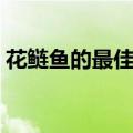 花鲢鱼的最佳养殖方法（花鲢鱼的养殖方法）