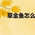 草金鱼怎么养漂亮（草金鱼如何养漂亮）