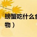 螃蟹吃什么食物可以养活（家养螃蟹吃什么食物）