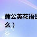 蒲公英花语是什么意思（蒲公英花语意思是什么）