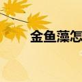 金鱼藻怎么养最好（怎么养金鱼藻）